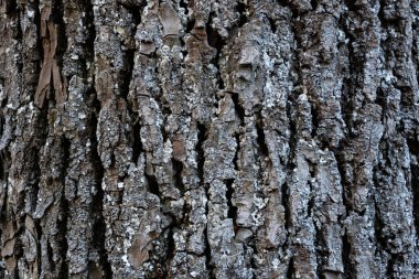 Ağaç kabuğunun dokusu. Ağaç kabuğunun güzel dokusu liken ile kaplıdır..
