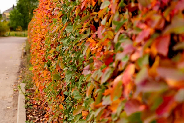 Ściana Kolorowych Liści Żywopłot Wykonany Jest Krzaka Pomalowany Jesienią Różnych — Zdjęcie stockowe