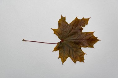 Yeşil - kahverengi, kuru sonbahar yaprağı, beyaz arka planda. Akçaağaç yaprağı, beyaz bir sırt üzerinde.