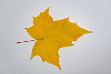 Sonbahar yaprağı, beyaz arka planda. Sarı yaprak, altın sonbahar, akçaağaç yaprağı, beyaz bir sırt.