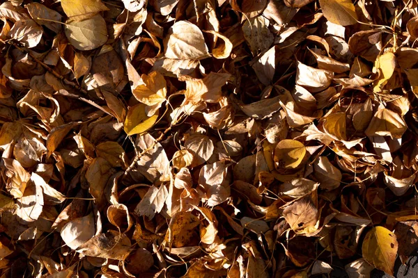 Altın sonbahar yapraklarının arka planı. Sarı yapraklar sonbahar, Eylül, Ekim, Kasım, yaprak dokusu.
