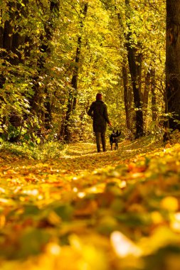 Köpekli bir adam sonbahar sokağı boyunca yürür. Sarı, altın, güzel yapraklar ve ağaçlar. Sonbahar, Eylül, Kasım, Ekim.