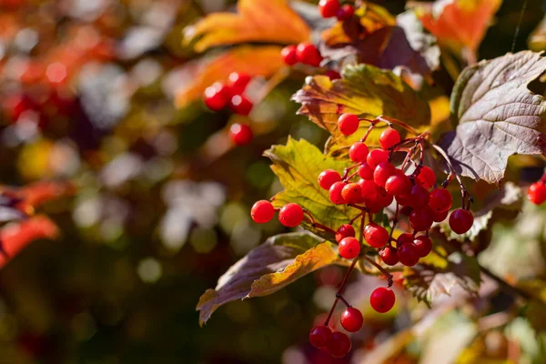 Röda Bär Den Röda Burnum Mogen Hösten Skördetiden Tiden För — Stockfoto