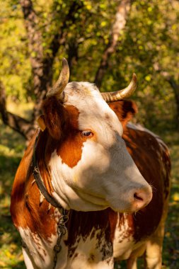 İnek uzağa bakar, başını yana çevirir. İnek, yakın plan, kameranın çerçevesinde. Güzel bir inek çerçeveye bakar. Süt veren hayvan çayırda otlar, ağaçların arasındaki bahçede..