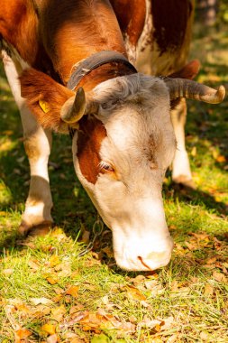 İnek, yakın plan, kameranın çerçevesinde. Güzel bir inek çerçeveye bakar. Süt veren hayvan çayırda otlar, ağaçların arasındaki bahçede..