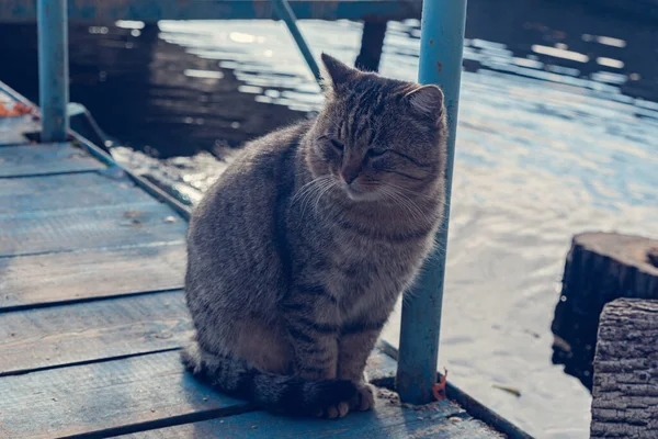 Bıyıklı bir kedi iskelede oturur ve güneş ışınlarında inekler. Sonbahar manzarası ve balıklarla kahvaltıdan sonra gözleri sıkışan çizgili kedi. Balıkçıların köyünde büyük bir kedi.