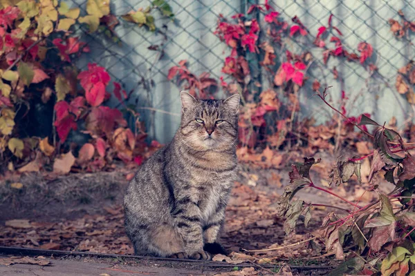 Vieux Chat Rayé Gras Sur Fond Nature Automnale Paysage Automne — Photo