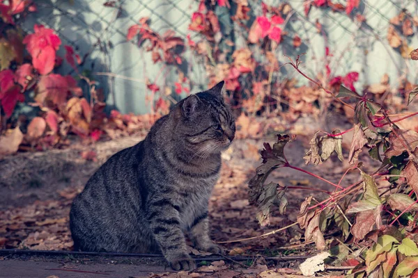 Gato Gordo Olhando Para Distância Gato Senta Olha Para Distância — Fotografia de Stock