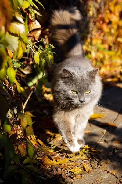 고양이가 나무판에 고양이는 가을을 배경으로 안으로 들어갑니다 다물고 무스는 도마와 — 스톡 사진