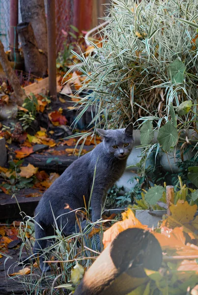 Szary Gładkowłosy Kot Gęstwinie Trawy Niezwykłej Pozie Duży Siwy Kot — Zdjęcie stockowe