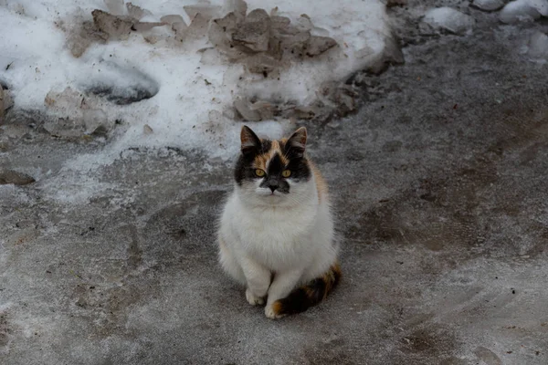 Üç renkli köy kedisi, karda oturuyor ve gözlerini kısıyor. Kedi lezzetli bir öğle yemeğinden sonra dinleniyor ve çerçeveye bir şaşıyla bakıyor..