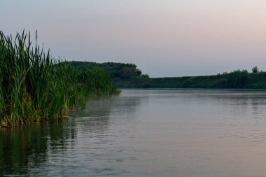 Nehir kısmının fotoğrafı, sudan yeşil kamışlara kadar. Suyun üstünde, sazlıklarla kaplanmış bir kıyıda çekilmiş hızlı bir nehir..