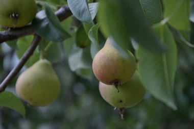 Bir dalda armutlar, yaprakların arasında. Armutlar dalda olgunlaşır, tatlı meyve suyuyla dolarlar. Sağlıklı, organik tatlılar..