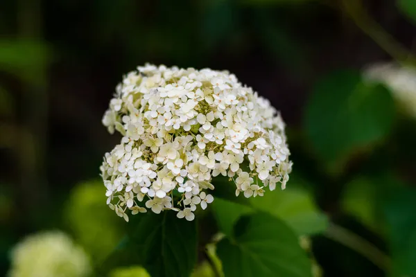 Uma Inflorescência Branca Flores Incomuns Flores Pequenas Brancas Uma Grande — Fotografia de Stock