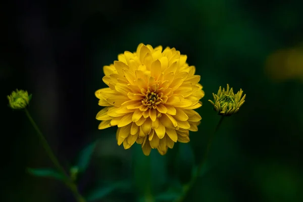 Una Flor Amarilla Con Muchos Pétalos Afilados Pequeños Una Flor — Foto de Stock