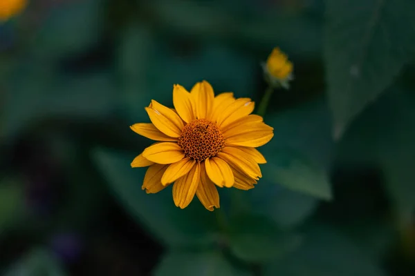 Fleur Jaune Avec Pétales Jaunes Fleur Attrape Les Rayons Soleil — Photo