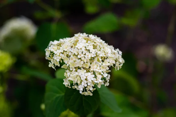 Flores Brancas Com Pequenas Pétalas Redondas Reunidas Uma Grande Inflorescência — Fotografia de Stock