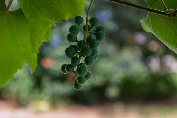 Groene Druiven Worden Gekruid Wijnstok Een Bos Groene Druiven Spuugt — Stockfoto