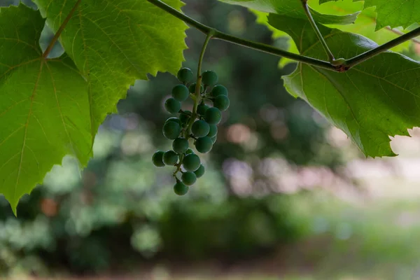 葡萄浆果 成熟的束 在藤蔓上 葡萄藤叶中的小葡萄干 背景模糊 在藤蔓上 — 图库照片