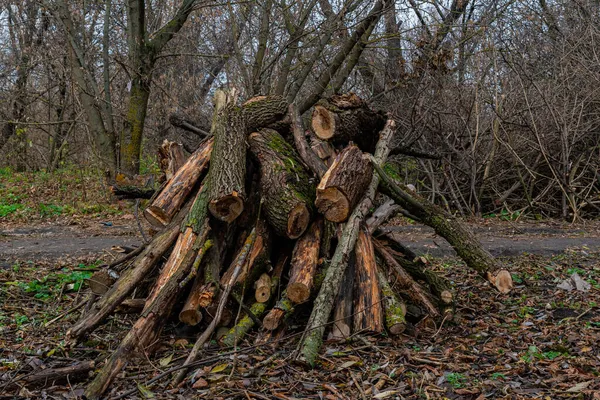 Egy Halom Tűzifa Amit Favágók Szedtek Egy Földút Mellett Erdőben — Stock Fotó