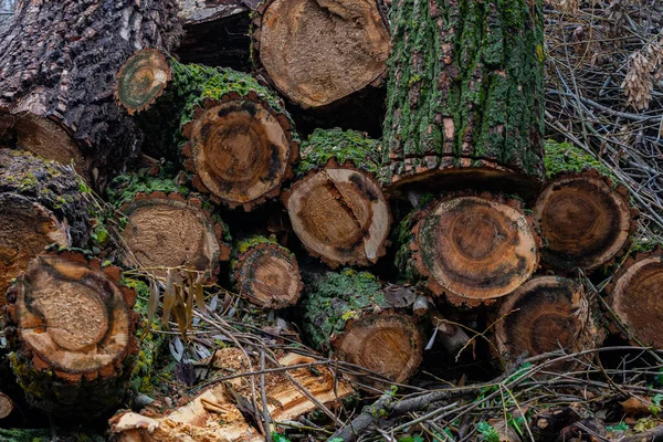 Kivágott Fűrészelt Fák Erdőben Fák Kivágása Tűzifának Fűtés Fával Tűzifával — Stock Fotó