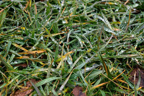 Gras Mit Tau Stiele Übersät Mit Tautropfen Wie Diamanten Schöne — Stockfoto