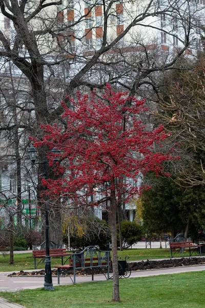 Piękne Samotne Drzewo Mnóstwem Czerwonych Owoców Dekoracyjna Jabłoń Parku Którym — Zdjęcie stockowe