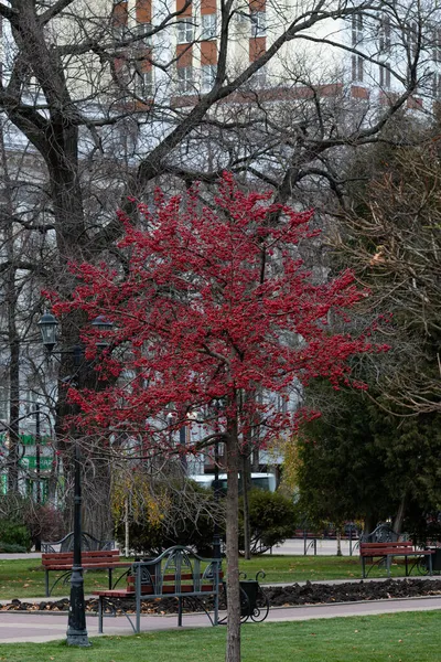 Samotne Drzewo Czerwonymi Małymi Owocami Samotne Drzewo Dużą Ilością Jabłek — Zdjęcie stockowe