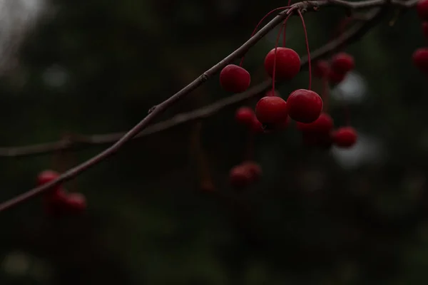 Bardzo Małe Czerwone Dekoracyjne Jabłka Wiszące Gałęzi Podobne Jagód Wiśni — Zdjęcie stockowe
