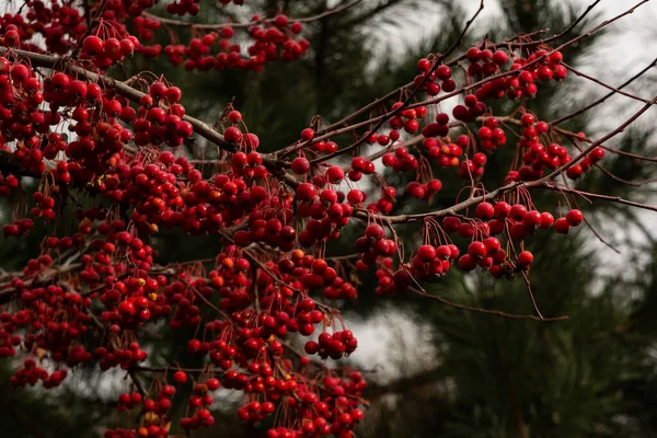 Trädgrenar Med Röda Små Bär Liknande Frukterna Kaffe Stor Skörd — Stockfoto