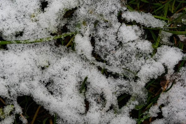 Стебли Сухой Свежей Травы Покрытые Белым Снегом Сухая Свежая Зеленая — стоковое фото