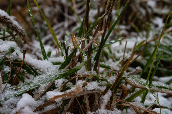 Gräset Täckt Med Vitt Den Första Snön Fortfarande Grönt Gräs — Stockfoto