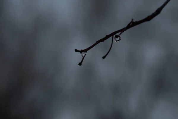 Drop Water Hangs Branch Reflects World Raindrop Ball Hanging Branch — Stockfoto