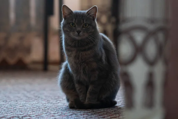 Gray Striped Kitty Sitting House Looking Big Eyes Frame Horizontal — 图库照片