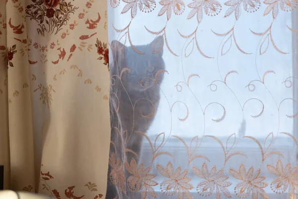 Gray Striped Kitty Has Hidden Windowsill Looks Out Curtain Cat — Stockfoto