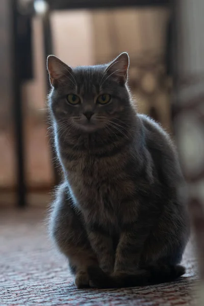 Gri çizgili bir kedinin dikey fotoğrafı. Evcil bir kedi, bir çiftçinin evinde, kamera çerçevesine bakar..