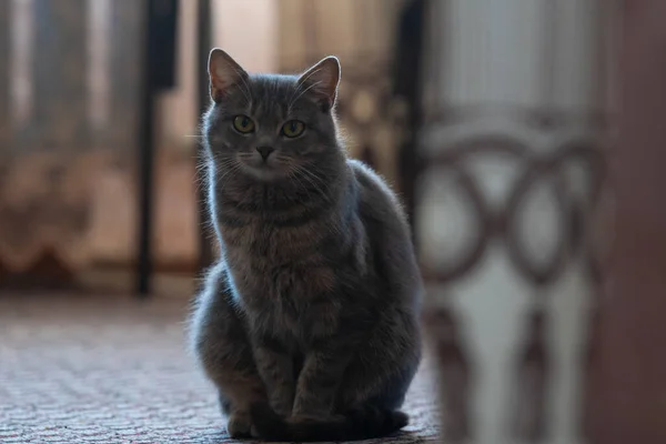 Evcil bir kedinin perdenin arkasından gözetlediğini gösteren yatay bir fotoğraf. Evcil bir kedi, bir çiftçinin evinde, kamera çerçevesine bakar..