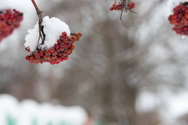 Clusters Cinza Vermelha Montanha Espalhados Com Neve Nos Ramos Uma — Fotografia de Stock