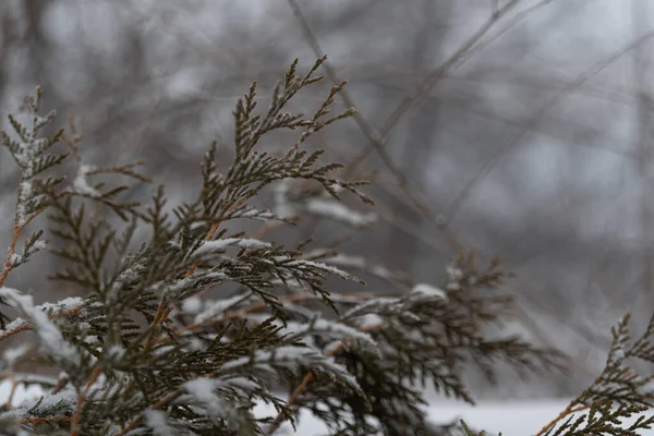Ramos Arbusto Thuja São Polvilhados Com Neve Branca Neve Branca — Fotografia de Stock