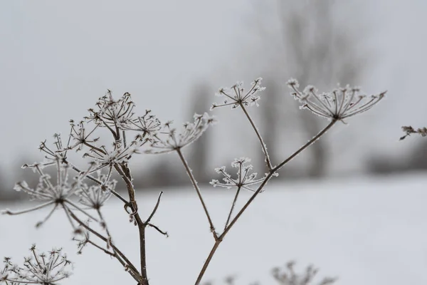 Torkade Stjälkar Och Blomstã Llningar Anis Ckt Med Frost Paraplyerna — Stockfoto