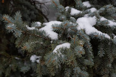 Köknar ağaçlarının yeşil dalları ve dalların üzerinde beyaz kar. Kış, doğa, kozalaklı orman ve karların altında çam ve köknar dalları..