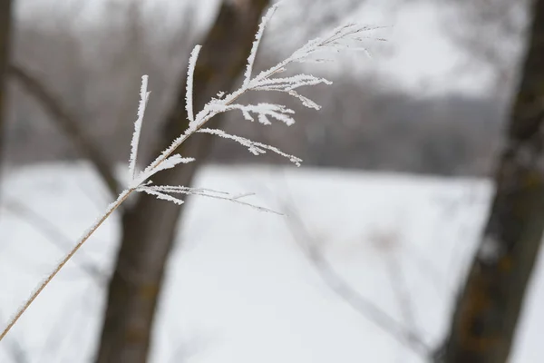 Den Torra Grässtammen Täckt Med Frost Och Kristaller Och Snö — Stockfoto
