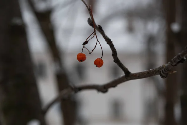 Două Fructe Padure Rowan Roșii Atârnate Ramurile Unui Copac Iarnă — Fotografie, imagine de stoc