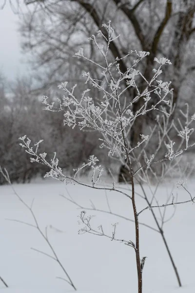 Steli Secchi Assenzio Coperti Gelo Trovano Nel Mezzo Parco Invernale — Foto Stock