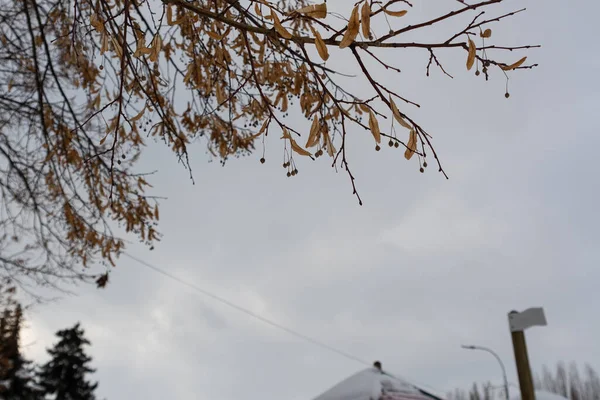 Kuru ıhlamur tohumu ekilmiş ıhlamur ağacının dalları. Ağaç tohumları, dallarda, gökyüzünden bir arka plan, karla kaplı uzun köknar ağaçları.