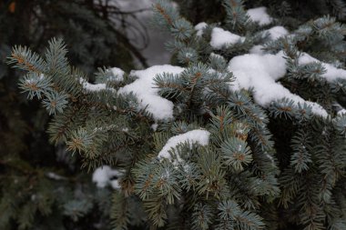 Kalın ve yeşil iğneli ladin dalları, karla kaplı ve beyaz karlı bir zemin. Kışın bir yürüyüş, kozalaklı ağaçların arasında, kalın iğneler ve güzel kozalaklarla.