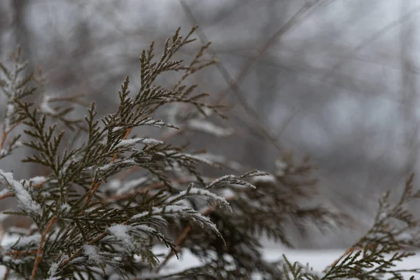 Gröna Grenar Enbär Täckta Med Frost Och Snö Vintertyper Snötäckta — Stockfoto