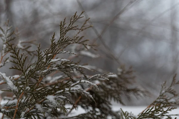 Ramos Verdes Zimbro Cobertos Geada Neve Tipos Inverno Plantas Secas — Fotografia de Stock