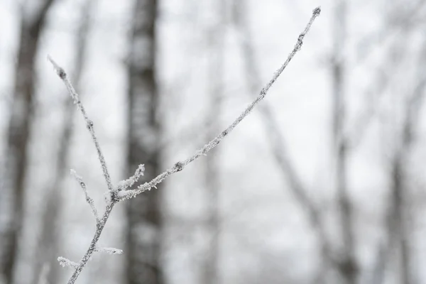 Ramo Uma Pequena Árvore Coberta Cristais Gelo Geada Tipos Inverno — Fotografia de Stock