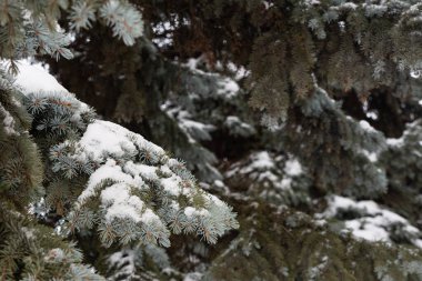 Beyaz karla kaplı, kalın, yeşil iğneli güçlü köknar ağaçlarından dallar. Kozalaklı ağaçlar, ladin dallarının dokusuyla, çam iğnelerinden ve kardan oluşan bir zemin..